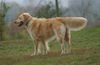 Golden Retriever Foto: WB 01.11.05 / 003 (ID 26710) Golden Retriever Hund
