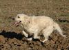 Golden Retriever Foto: Ben in Action (ID 15080) Golden Retriever Hund