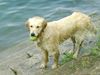 Golden Retriever Foto: oOo Cora oOo (ID 13397) Golden Retriever Hund