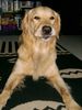 Golden Retriever Foto: HMMPFFFF!!!!!! (ID 15852) Golden Retriever Hund