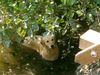 Golden Retriever Foto: Wo bin ich? :o) (ID 13292) Golden Retriever Hund