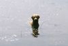 Golden Retriever Foto: Nessie...?? oder doch Cora? ;o) (ID 13291) Golden Retriever Hund