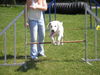Golden Retriever Foto: Einstein (ID 33362) Golden Retriever Hund