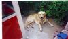 Golden Retriever Foto: Das bin ich! (ID 1241) Golden Retriever Hund