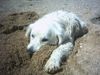 Golden Retriever Foto: Buddeln ist anstrengend (ID 22992) Golden Retriever Hund