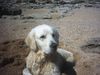 Golden Retriever Foto: Mein kleiner Sandbär (ID 23044) Golden Retriever Hund