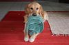 Golden Retriever Foto: Endlich habe ich MEIN Handtuch wieder (ID 12498) Golden Retriever Hund