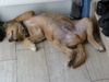 Golden Retriever Foto: Bobby mit 4 Monaten (entspannt schlafen) (ID 6997) Golden Retriever Hund