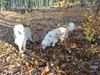Golden Retriever Foto: Aba i As (ID 7707) Golden Retriever Hund