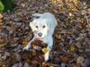Golden Retriever Foto: Aba (ID 7706) Golden Retriever Hund