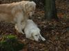 Golden Retriever Foto: As i Aba (ID 7705) Golden Retriever Hund
