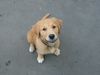 Golden Retriever Foto: Bobby unsere Grinsebacke ( 4 Monate) (ID 7096) Golden Retriever Hund