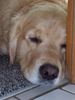Golden Retriever Foto: ich bin sooo müde (ID 12933) Golden Retriever Hund