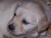 Golden Retriever Foto: Siind wir nicht Süß ! (ID 33798) Golden Retriever Hund