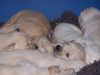 Golden Retriever Foto: Siind wir nicht Süß ! (ID 33800) Golden Retriever Hund