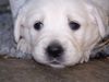 Golden Retriever Foto: Siind wir nicht Süß ! (ID 33802) Golden Retriever Hund