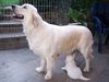 Golden Retriever Foto: Siind wir nicht Süß ! (ID 33803) Golden Retriever Hund