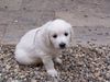 Golden Retriever Foto: Siind wir nicht Süß ! (ID 33805) Golden Retriever Hund