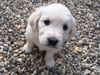 Golden Retriever Foto: Siind wir nicht Süß ! (ID 33806) Golden Retriever Hund