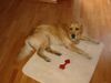 Golden Retriever Foto: Balu (ID 10062) Golden Retriever Hund