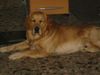 Golden Retriever Foto: Mein Balu! (ID 10097) Golden Retriever Hund