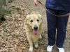 Golden Retriever Foto: As (ID 7907) Golden Retriever Hund