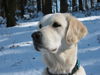 Golden Retriever Foto: Ayrisha mit 10 Mt (ID 37868) Golden Retriever Hund