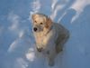Golden Retriever Foto: SAM (ID 7178) Golden Retriever Hund