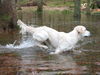 Golden Retriever Foto: Ayrisha of Golden Dreamland (ID 37867) Golden Retriever Hund