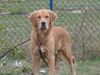 Golden Retriever Foto: Bobby mit 9 Monaten (ID 6998) Golden Retriever Hund
