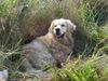 Golden Retriever Foto: SAM (ID 25305) Golden Retriever Hund