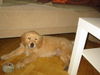 Golden Retriever Foto: Nönapi Banjok Omega (ID 28170) Golden Retriever Hund