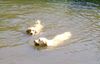 Golden Retriever Foto: Cora & Freundin (ID 12673) Golden Retriever Hund