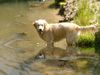 Golden Retriever Foto: Cora 13 Monate (ID 12672) Golden Retriever Hund