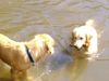Golden Retriever Foto: Cora & Freundin...och manno das war doch jetzt meiner oder??? (ID 12674) Golden Retriever Hund