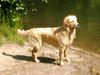 Golden Retriever Foto: Cora 13 Monate (ID 12671) Golden Retriever Hund