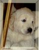Golden Retriever Foto: Das ist vielleicht bald unsere Amy (ID 3223) Golden Retriever Hund
