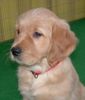 Golden Retriever Foto: Schlitzohr 12 Wochen (ID 21057) Golden Retriever Hund