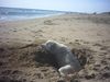 Golden Retriever Foto: Baywatch (ID 12193) Golden Retriever Hund