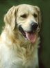 Golden Retriever Foto: Ein goldiger Kerl ;-) (ID 15373) Golden Retriever Hund