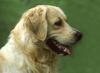 Golden Retriever Foto: Golden Retriever (ID 15375) Golden Retriever Hund