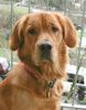 Golden Retriever Foto: T O P A S (ID 16995) Golden Retriever Hund