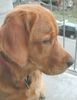 Golden Retriever Foto: Topas 14 Monate (ID 16898) Golden Retriever Hund