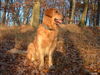 Golden Retriever Foto: BODO (ID 27022) Golden Retriever Hund
