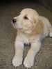 Golden Retriever Foto: Maja (ID 33368) Golden Retriever Hund