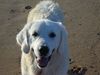 Golden Retriever Foto: Nico genießt Andalusien (ID 5905) Golden Retriever Hund