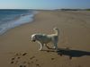 Golden Retriever Foto: An der Playa ist es super! (ID 5992) Golden Retriever Hund