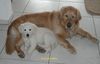 Golden Retriever Foto: Atos of Goldenlove mit Mira (ID 10159) Golden Retriever Hund