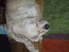 Golden Retriever Foto: Schlafen ist sooo schön! (ID 18479) Golden Retriever Hund