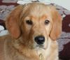 Golden Retriever Foto: Topas 3 1/2 Monate (ID 9534) Golden Retriever Hund